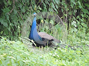 Peacock, National Bird of India in garden - green background