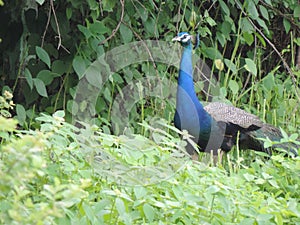 Peacock, National Bird of India in garden