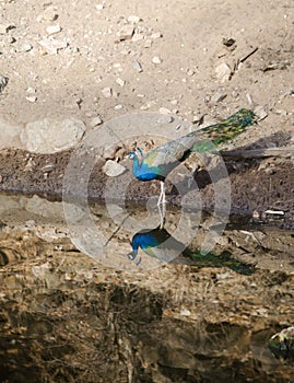 A peacock,the National Bird of India at a Lake