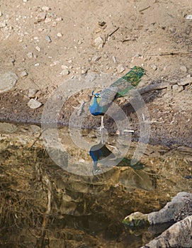 A peacock,the National Bird of India at a lake