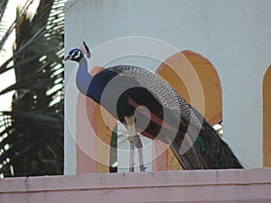 Peacock, National Bird of India