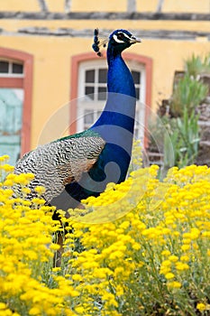 Peacock in the nature in Alsace