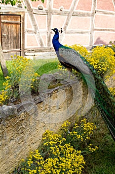 Peacock in the nature in Alsace