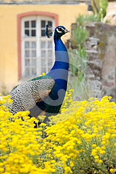 Peacock in the nature in Alsace