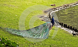 Peacock - nature art photo