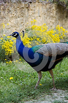 Peacock in the nature in france