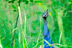 Peacock neck and head peering out from among bushes
