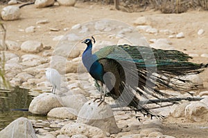 Peacock at Negev Zoo