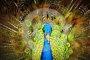 Peacock