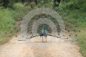 Peacock  with open feathers in full plumage