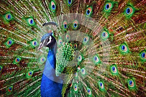 Peacock open feathers looking through camera.