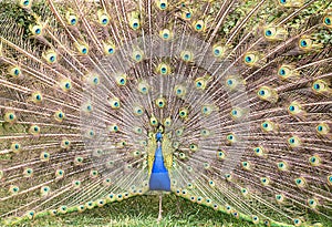 Peacock with open tail