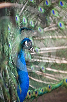 Peacock