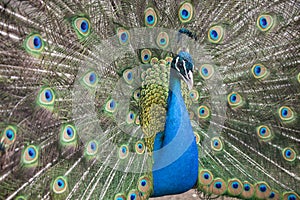 Peacock