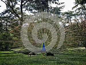 Peacock with open tail photo