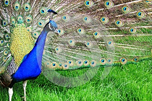 Peacock with the open tail and big blue-green eyespot