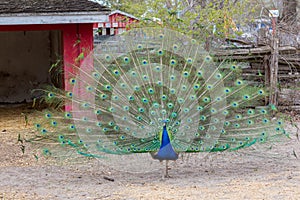 Peacock open tail feathers