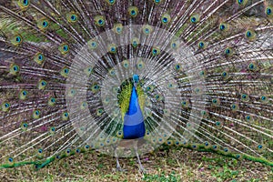 Peacock with open tail, Israel
