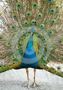 Peacock with open train.