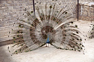 Peacock opening