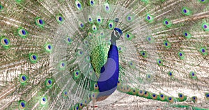 Peacock with opening his tail feathers. Feathers on beautiful tropical bird