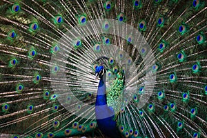 Peacock opening its feather to attract female