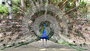 A peacock is opening the tail screen