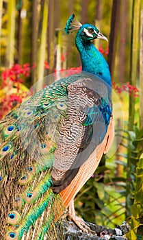 Peacock in Orchid Garden