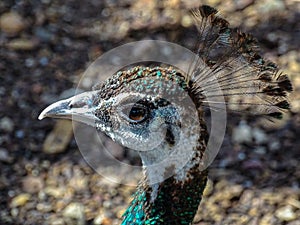 Peacock ordinary, Indian or blue Pavocristatus