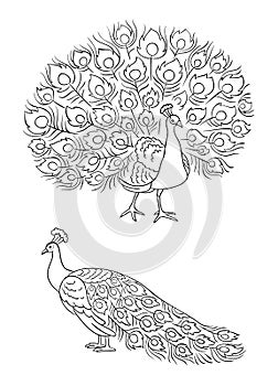 Peacock in outlines - vector illustration