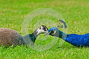 Peacock pair