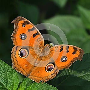 Peacock pancy butterfly with open wings