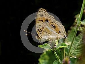 Peacock pancy Butterfly: Resting on flower bud