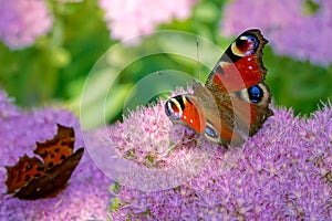 Peacock Pansy