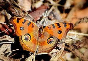 Peacock pansy butterfly