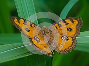 Peacock pansy butterfly on green grass leaf