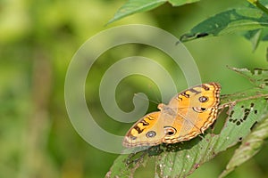 Peacock Pansy butterfly Junonia almana