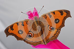 Peacock pansy butterfly macro