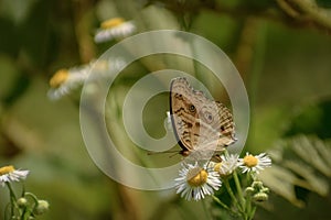 Peacock pansy butterfly nectaring on white flower