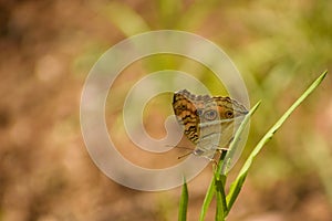 Peacock pansy butterfly resting on green leaf