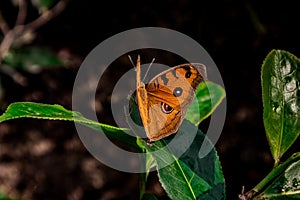 Peacock Pansy (Junonia Almana) Butterfly With It\'s Wings Closed