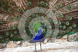 Peacock in the park