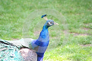 A Peacock