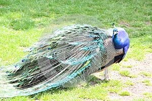 A Peacock