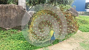 Peacock at Parque Pedra Cebola, VitÃ³ria