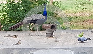 Peacock, parrot, pigeon and squirrels are eating their food on a cemented platform in India