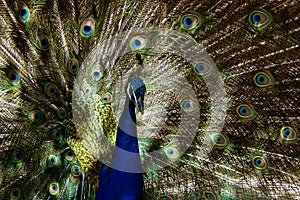 Peacock patterns