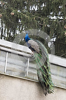 The Peacock (Pavo cristatus