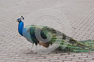 The Peacock (Pavo cristatus