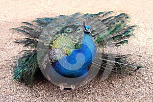 Peacock - Pavo Cristatus